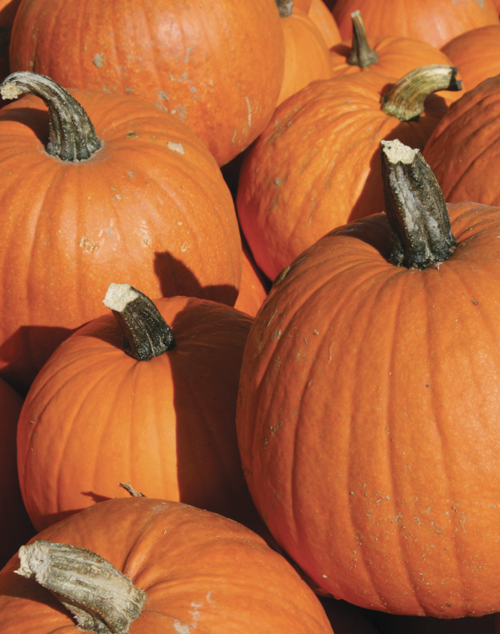 Multi-Purpose Pumpkins!